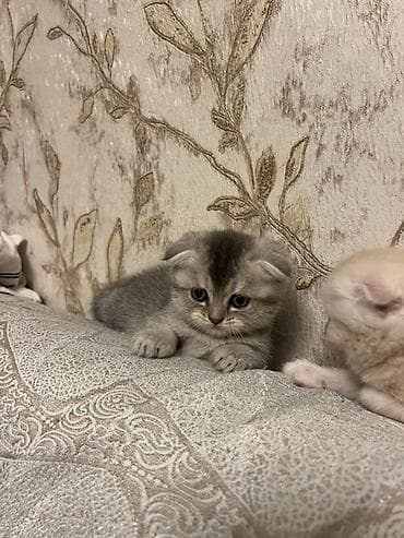 Şotland yastı qulaq