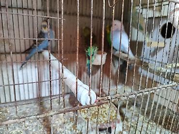 balaca pisik sekilleri: 1 illik bala verən quşlar. Yerim yoxdu deyə satıram. hamısı yumurtayan — 4