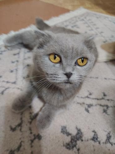 pişik erkək: Şotland yastı qulaq — 2