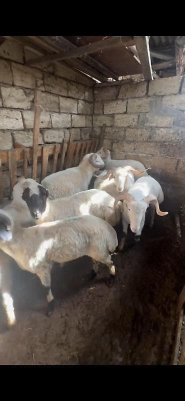 itler pikines per page 40: Qurbanlıq üçün qoç və quzular – yerli cins - Ağ rəngli, bükülü — 10