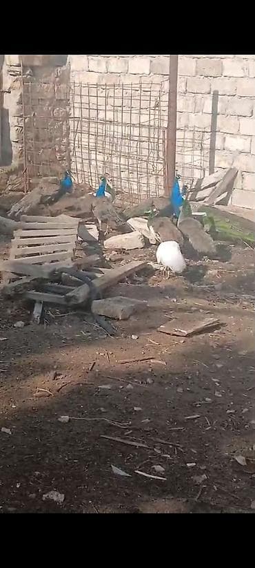 dovwan satiwi: Salam,super saqlam Tavusquşular satilir erkeyde var dişide aylari 7,8 — 5