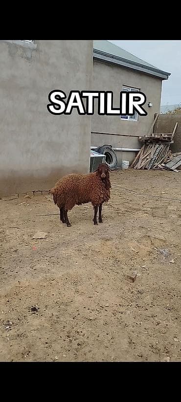 Satılır: yerli cins qəhvəyi qoyun - Rəng: tünd qəhvəyi, bədənində sıx