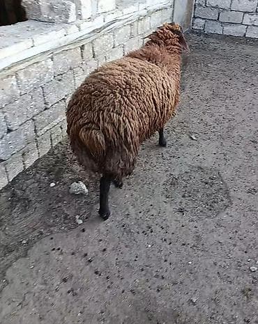 qala quzu: Erkək, il: 1, Ətlik, Ünvandan götürmə — 2