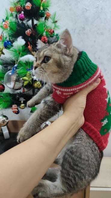 pişikler ucuz: Qızıl şinşilla, Erkək, Yaxşı əllərə, Ünvandan götürmə, Ödənişli çatdırılma — 6