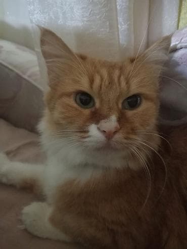 lalafo pisik satisi: Dişi, Yaxşı əllərə, Pulsuz çatdırılma — 2