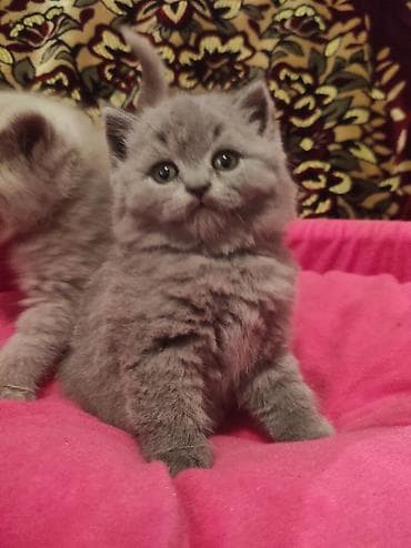 pişik üçün yataq: Britan, Ödənişli çatdırılma — 10