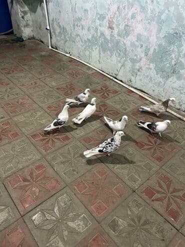 cins ineklerin qiymeti: Hoptavoy 10 manatdan tek ayri qiymetdi — 3