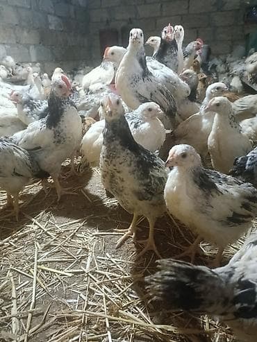 Сельхоз птицы: Куриные цыплята, Для мяса, Самовывоз — 9