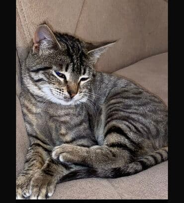 alisanın pişiyinin adı nə idi: TəCili: İTİb Tapana Yüksək məbləğdə Pul mükafatı veriləcək✨ Adı — 3