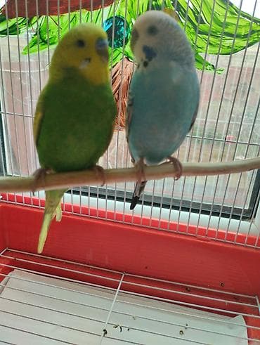 Paşa Ve Mavişle kim Hazır Bala veren cüt deyişir Tam sağlam Ve Hazır