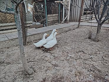 Dovşanlar: Toyuq, Liqorin, Yumurtalıq — 1