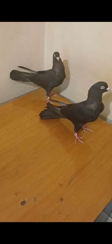 hazir domikler: Salam ağgöz ağdimdiy qaralar 17 18 tüklər hazir cütlərdi.Real alicilar — 2