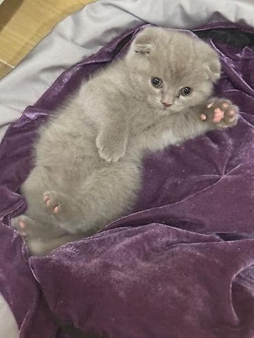 keci balası: Şotland yastı qulaq, Dişi — 9