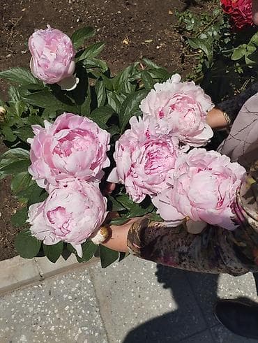 meyve ağacları: Salam hazır dibçəklərdə əkili halda Piyon gülləri satılır Şəkillər öz — 2