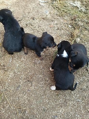 bala itlerin satisi: Ünvandan götürmə — 6