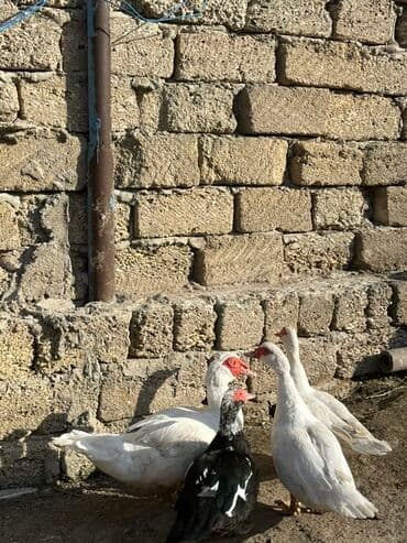 kayuqa ordək: Erkək, | Lal ördək, Damazlıq, Ünvandan götürmə — 9