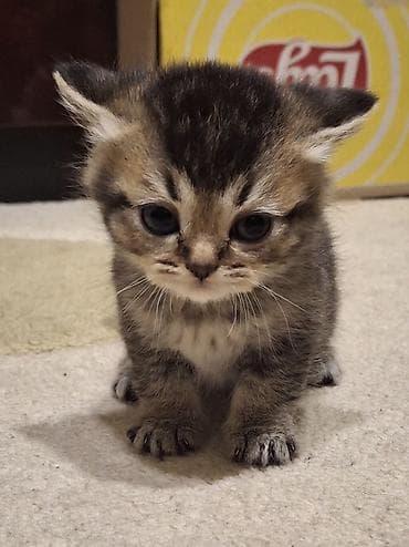 Şinşilla, Dişi, Yaxşı əllərə