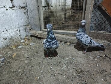 Pişiklər: Növbətçi göyərçin cütü – boz-ağ çalarlı, qara ləkəli “mərmər” rəngdə — 3