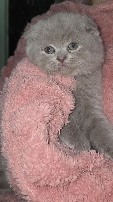 qara pisik sekilleri: Britan — 3