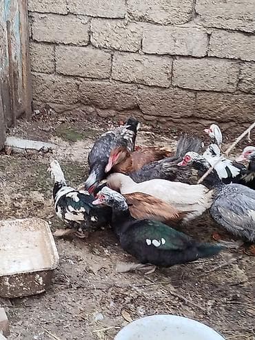 Toyuqlar: Yerli disilər 20 manat karicnivi goylər 25 manat goy ərkeylər 35 manat — 5