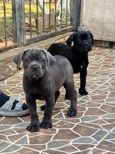 qafqaz coban iti sekilleri: Kane-Korso, 2 ay, Peyvəndli, Ünvandan götürmə — 4