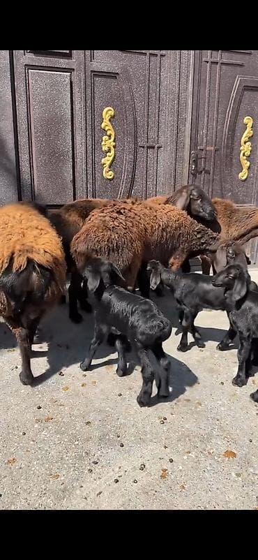 cins keciler: 4 ana 8 bala hamisinin ikinci balalaridi ana ekiz balali 300 azn — 7