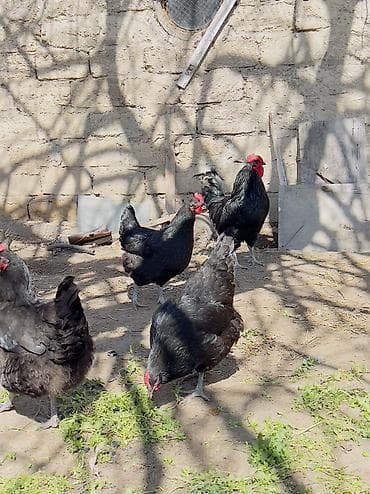 ucuz it: Toyuq, Ətlik — 1