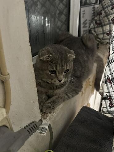 Şotland yastı qulaq, Dişi, Yaxşı əllərə, Ünvandan götürmə — 2