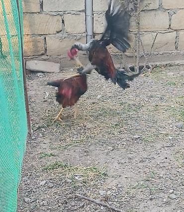 it tuklu: Xoruz, Heyratı, il: <1, Ödənişli çatdırılma — 3