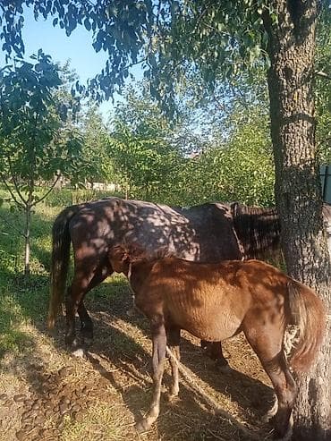 700 ı verirəm yayinda bala ilə ana bala ikisidə yorqadı cox sakit atdı lalafo.az -da 700 ı verirəm yayinda bala ilə ana bala ikisidə yorqadı cox sakit atdı