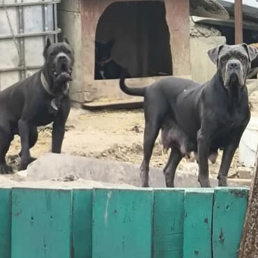 ingilis setter it cinsinin digər adı: Kane-Korso, 1 ay, Dişi, Pulsuz çatdırılma — 1