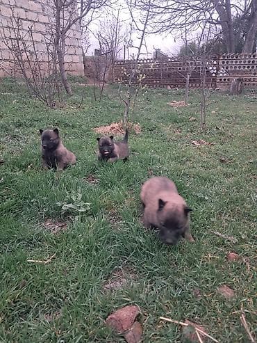 Belçika çoban iti, 1 ay, Dişi, Peyvəndli, Ünvandan götürmə, Pulsuz çatdırılma