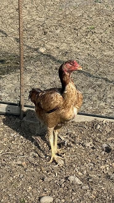 ucuz ev iti: Toyuq, Damazlıq — 1