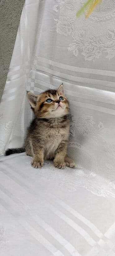 şotlan pişik: Şotland yastı qulaq, Erkək, Dişi, Yaxşı əllərə, Ünvandan götürmə, Pulsuz çatdırılma, Ödənişli çatdırılma — 50