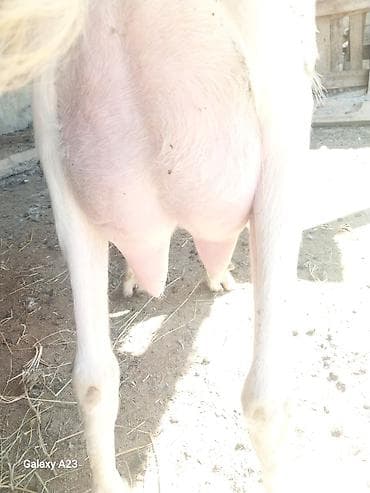 sudluk kecilerin satışı: SAANİN KEÇISI BOĞAZ 3 AYLIQ — 5