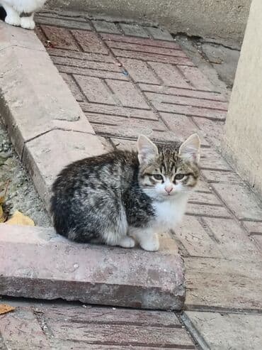 it etibarlı əllərə verilir: Pulsuz — 2