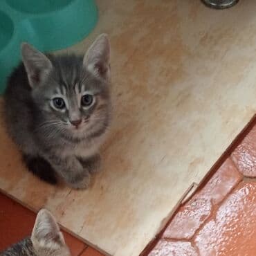 взять бесплатно котёнка: Британская, В добрые руки — 6