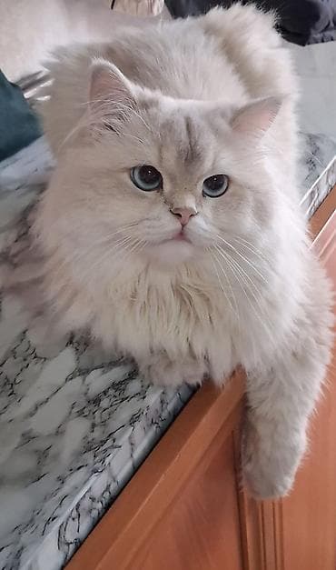 şinşıla: Qızıl şinşilla, Erkək, Cütləşmə üçün — 1