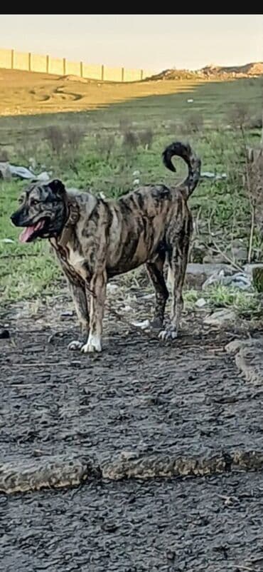 it davası: Qurdbasar, 2 il, Erkek, Peyvəndli, Pulsuz çatdırılma — 4