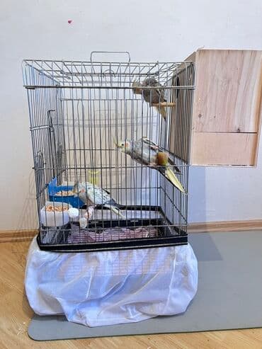 qurbanlıq qoyun qiymətləri 2024: 3 korella(disi erkek) 3 yumurta ve boyuk qefes, qefes hem üstden — 4