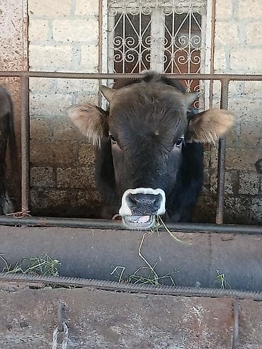 Телята: Super kök erkək danalardı kom satılır real alıcıya endirim oluncaq — 6