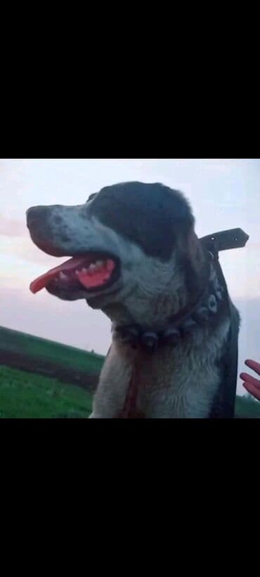 heyvanlara verilen adlar: Kanqal, 3 il, Erkek, Peyvəndli, Ünvandan götürmə — 2