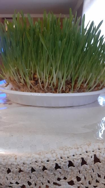 Səməni (toxumdan çıxarılmış yaşıl cücərti) – Novruz süfrəsi və ev — 1