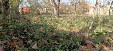 quba amsar: 4 sot, Maklerlər narahat etməsin, Kupça (Çıxarış) — 1