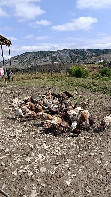 hinduşka: Məhsul: Təbii şəraitdə bəslənən hind quşları (Türki) - Açıq otlaqda — 1