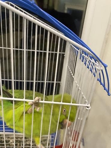 Tutuquşları: Məhsul: Tutquşu (yaşıl rəngli, uzun quyruqlu parrot) Təsvir: - Aktiv — 3