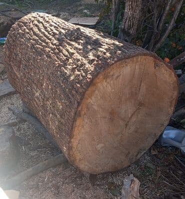 taxta panel: Salam qessablar ücün et kötüyü palıdın satılır ciddi ş m etsin — 2