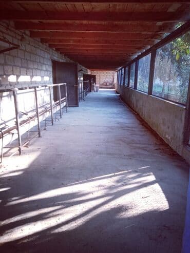 Otaqlar: Ferma təsərrüfatı üçün hazır təsərrüfat sahəsi və tikililər - — 5