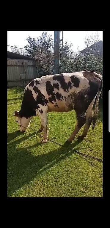 simental erkek dana: Qaramal – erkək dana (qara-ağ alaca) simental 1 il 8 ayliq hundur — 3