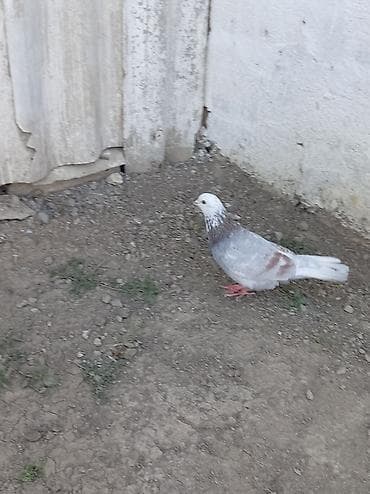 Mor agbas erkeydir tutulma qusdur unvan Neftçala rayonu lalafo.az -da Mor agbas erkeydir tutulma qusdur unvan Neftçala rayonu